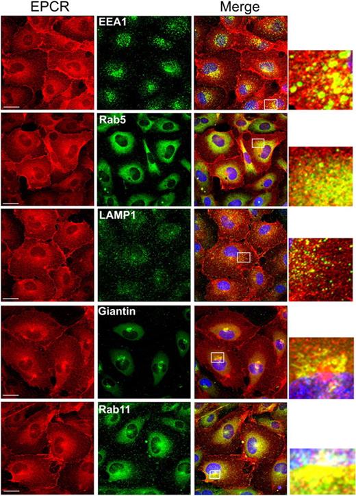 Figure 2. Intracellular distribution of EPCR in endothelial cells. Permeabilized HUVECs were immunostained with EPCR mAbs and an organelle-specific antibody. (Left panel) EPCR-specific staining. (Middle panel) Organelle-specific staining. (Right panel) The overlay image (colocalization) of organelle-specific marker and EPCR. Organelle-specific antibodies used were as follows: anti-EEA1 and anti-rab5 for early endosomes, anti-LAMP1 for lysosomes, Giantin for the Golgi and rab11 for the recycling compartment. A small portion of the merged image, bordered with the white box, was digitally enlarged to illustrate the colocalization.