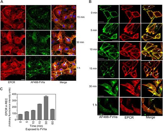 Figure 3. Internalization of FVIIa bound to EPCR. (A) HUVECs were exposed to AF488-FVIIa (50 nM) for 15 minutes, 30 minutes, or 1 hour at 37°C, and then fixed and processed for EPCR immunostaining. (Left) EPCR staining. (Middle) AF488-FVIIa fluorescence. (Right) The overlay image of left and middle panels. Arrows represent the accumulation of AF488-FVIIa with EPCR in the REC. (B) CHO-EPCR cells were exposed to AF488-FVIIa (50 nM) for 1 hour at 4°C. At the end of 1 hour, the supernatant was removed, and the cells were washed quickly with calcium-containing buffer to remove the unbound ligands and then transferred to 37°C to allow internalization of the surface-bound ligands. Various times at 37°C, the cells were fixed, permeabilized, and immunostained with nonblocking EPCR mAb. (Left) AF488-FVIIa. (Middle) EPCR staining. (Right) The merged image of AF488-FVIIa and EPCR. Because the REC could locate at apical, basal, or lateral position to the nucleus, it may not be visible in all sections of the cell. (C) Ligand-induced EPCR accumulation in the REC. CHO-EPCR cells were first incubated with FVIIa (50 nM) at 4°C for 1 hour and then transferred to 37°C. At various times, the cells were fixed, permeabilized, and stained with EPCR mAbs. The pixel density of the fluorescence of EPCR staining in the REC at different time periods was measured using Image suite software (PerkinElmer Life and Analytical Sciences; n = 15 cells or more).