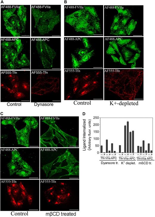 Figure 5. EPCR-mediated internalization of FVIIa and APC is dependent on dynamin and caveolar-mediated endocytosis. (A) CHO-EPCR were treated with a control vehicle (0.25% dimethyl sulfoxide) or Dynasore (80 μM), a specific inhibitor of dynamin GTPase, for 30 minutes. (B) CHO-EPCR cells were treated with control or K+-depleted buffer to inhibit clathrin-dependent endocytosis. (C) CHO-EPCR cells were treated with a control vehicle or mβCD (10 mM) for 30 minutes to disrupt caveolae. After aforementioned specific treatments, the cells were exposed to AF488-FVIIa (50 nM), AF488-APC (50 nM), or AF555-transferrin (Tfn; 300 nM) for 1 hour at 37°C. The fluorescence of internalized ligands was analyzed by confocal microscopy. The extent of internalization was quantified (D) by measuring the fluorescence intensity in the defined area corresponding to the recycling compartment. To identify the recycling compartment for the quantification, the cells were immunostained with EPCR mAbs (mean ± SEM, n = 15-25 cells).