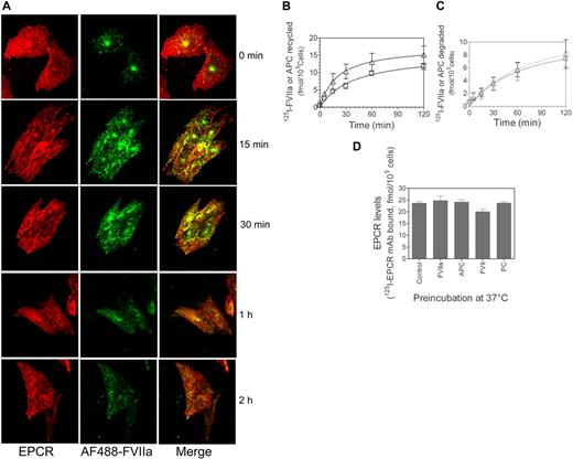 Figure 6. Recycling of internalized FVIIa and EPCR, and the fate of internalized ligands. (A) CHO-EPCR cells were incubated with AF488-FVIIa (50 nM) for 1 hour at 37°C to allow the internalization of FVIIa. Thereafter, the cells were washed with the buffer containing 5 mM ethylenediaminetetraacetic acid to remove the cell surface bound FVIIa, and thereafter the cells were maintained in calcium-containing buffer (buffer B) at 37°C. The fate of internalized FVIIa was monitored by fixing the cells at various times. The fixed cells were permeabilized, stained with EPCR mAbs, and analyzed by confocal microscopy. (B-C) CHO-EPCR cells were exposed to 125I-FVIIa (triangle) or 125I-APC (square), 10 nM, for 2 hours at 37°C, and then the surface associated 125I-labeled ligand was eluted by treating the cells with 0.1 M glycine, pH 2.3, for 3 minutes at the room temperature. The cells were washed with buffer B and allowed to stay at 37°C. At various time intervals, the overlying supernatant medium was removed and precipitated with 10% ice-cold TCA. The radioactivity present in both TCA-precipitable (B) and TCA-soluble fractions (C) was counted. (D) CHO-EPCR cells were incubated with a control buffer or the buffer containing unlabeled FVII, FVIIa, protein C, or APC (100 nM). After 2 hours at 37°C, the unbound ligand was removed, and the monolayers were washed with 0.1 M glycine, pH 2.3, to remove the bound ligand. After washing the monolayers with buffer B, the cells were chilled on ice and incubated with 125I-EPCR mAbs (10 nM) at 4°C for 1 hour. After 1 hour, the unbound radioactivity was removed, the cells were washed, and the total cell lysate was counted for the radioactivity to determine the amount of EPCR mAbs bound to the cells.