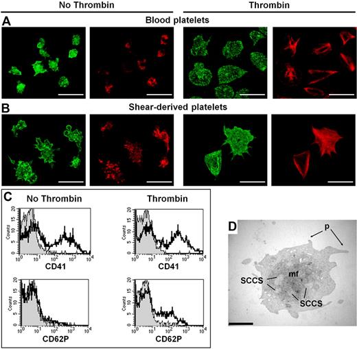 Figure 6. Platelets obtained from MK exposure to high shear rates can be activated by thrombin. Cell effluents in the flow-through of MKs exposed to high shear rates were analyzed in a fibrinogen adhesion assay in static conditions, followed by confocal microscopy, with cell staining with phalloidin–Alexa 546 to visualize actin and Alexa 488 to visualize αIIbβ3. Washed blood platelets (A) and MK-derived platelets generated by shear exposure (B) adhered to fibrinogen in the absence (left panels) or in the presence (right panels) of thrombin. Nonactivated cells display diffuse actin staining and αIIbβ3 membrane localization. After thrombin activation, actin filaments are organized as stress fibers. They display a similar cytoskeletal organization to washed blood platelets. The bars represent 10 μm. Flow cytometry assay (C): Samples were labeled with anti–CD62P-FITC (FL1, P-selectin) and anti–CD41-PE (FL2, αIIb). Settings of FSC-SSC profiles of washed blood platelets were used to analyze flow-through cells. Histogram plot of activated platelets in the flow-through, in the absence or presence of thrombin, after labeling with nonimmune IgG (thin line, gray background), anti-CD62P, or anti-CD41a (thick line). Electron microscopy: (D) in the presence of thrombin, the platelet-sized fragment displayed morphologic changes characteristic of activated platelets, namely a spherical shape, surface pseudopods (p), dense material within dilated cisternae of SCCS, no granulation in the cytoplasm, and a central bundle of microfilaments, reminiscent of activated blood platelets. The bar represents 2 μm.