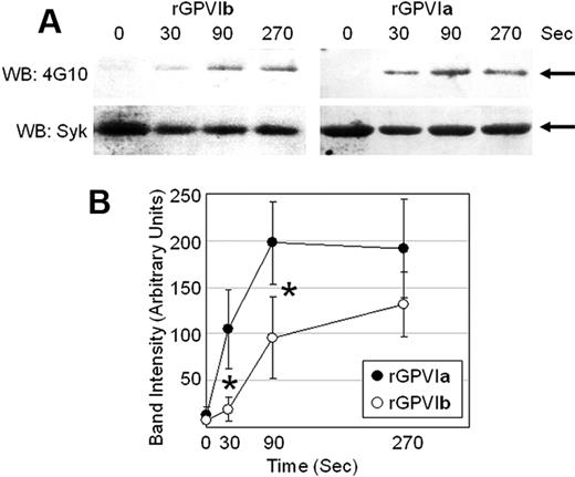 Figure 6. Time course of Syk phosphorylation after CVX treatment. (A) Dami cells were stably transfected with equivalent levels of rGPVIa or rGPVIb isoforms (see supplemental Table 2). Cells were incubated for 30, 90, or 270 seconds in buffer containing 10 μg/mL CVX, and then lysed. Soluble proteins were isolated, and Syk was immunoprecipitated with specific antibody and electrophoresed on acrylamide gels, then transferred to PVDF membranes. The presence of tyrosine-phosphorylated Syk was determined by Western blot (WB) using monoclonal anti-phosphotyrosine 4G10 (top panel). The position of Syk is indicated by the horizontal arrow to the right of the gel. The membranes were then stripped and reblotted with monoclonal antibody specific for Syk (bottom panel). These data are taken from one representative example of 3 independent experiments. (B) Cumulative data analysis from 3 independent experiments. The density of 4G10-probed bands was determined by optical image analysis, as described in the text. The mean band densities in arbitrary units (ordinate) derived from lysates harvested at 30, 90, and 270 seconds after addition of CVX (abscissa) are plotted, in which ● represent data obtained from Dami cell lines stably transfected with rGPVIa, and ○ represent data obtained from cells transfected with rGPVIb. The vertical lines represent one standard deviation from the mean. The difference in mean band densities at 30 seconds and 90 seconds (∗) is statistically significant (P < .05).
