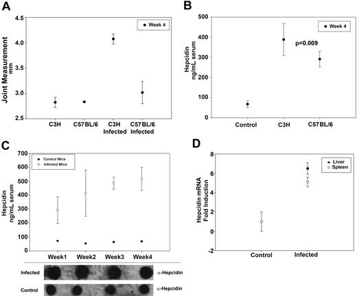 Figure 1. Serum hepcidin is elevated in mice infected with B burgdorferi. (A) C3H and C57BL/6 mice were infected with B burgdorferi. Arthritis severity was determined by measuring rear ankle joint diameter in infected and control mice 4 weeks after infection. (B) C3H and C57BL/6 mice were infected with B burgdorferi as in panel A. Four weeks after infection, serum hepcidin levels were measured and compared with uninfected controls. (C) C3H mice were infected with B burgdorferi as in panel A. Serum hepcidin levels were measured at weekly intervals using a bioactive assay (top panel) and dot blot (bottom panel) for a total of 4 weeks and compared with control mice. (D) C3H mice were infected with B burgdorferi and sacrificed after 4 weeks of infection. RNA was isolated and purified from the livers and spleens. Hepcidin and actin transcripts were analyzed by RT-PCR.