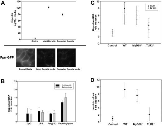 Figure 4. Hepcidin secretion by bone marrow macrophages stimulated with B burgdorferi is TLR2 dependent. (A) Bone marrow macrophages from C3H mice stimulated with either intact or sonicated B burgdorferi were analyzed for hepcidin production. Media from cultured macrophages was analyzed for hepcidin 24 hours after incubation. HEK 293T cells expressing Fpn-GFP were incubated with media used to culture WT macrophages infected with intact or sonicated B burgdorferi. Ferroportin degradation was analyzed by epifluorescence microscopy. (B) Bone marrow macrophages from C3H mice were stimulated with TLR-specific agonists (20 μg/mL CpG, TLR9 agonist; 10 ng/mL LPS, TLR4 agonist; 20 μg/mL Poly(I-C), TLR3 agonist; 20 μg/mL peptidoglycan, TLR2 agonist) in the presence or absence of cycloheximide (7.5 μg/mL). RNA was isolated and purified, and hepcidin and actin transcripts were analyzed by RT-PCR. (C) C57BL/6 uninfected (Control) and infected (WT), MyD88−/−, and TLR2−/− mice were sacrificed after 4 weeks of infection. RNA was isolated and purified from the livers and spleens, and hepcidin and actin transcripts were analyzed by RT-PCR. (D) Bone marrow macrophages from C57BL/6 control, WT, MyD88−/−, and TLR2−/− mice were stimulated with sonicated B burgdorferi. RNA was isolated and purified, and hepcidin and actin transcripts were analyzed by RT-PCR.