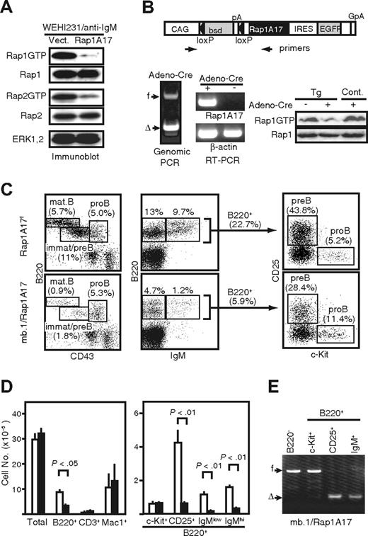 Figure 1. Defective development of pre-B cells in the adult BM of mb.1-Rap1A17 Tg mice. (A) The WEHI231 B-cell line was infected with empty MIG or MIG containing untagged Rap1A17 cDNA. Sorted GFP+ cells were stimulated with anti-IgM antibody (20 μg/mL) for 10 minutes, and the lysates were immunoblotted with the indicated antibodies. Rap1GTP and Rap2GTP were assessed by a pull-down assay with GST-RalGDS. (B) A schematic representation of a transgenic Rap1A17f plasmid (top). MEFs from the Tg mice were infected with empty or Cre-containing adenovirus, Cre-mediated recombination, and Rap1A17 transcripts were assessed by genomic and RT-PCR, respectively, using an indicated primer set. f indicates floxed; Δ, deleted. Rap1GTP was also assessed (bottom). (C) BM cells from mb.1-Rap1A17 Tg mice and Rap1A17f littermates were multicolor analyzed with the indicated antibodies with the use of FACSCalibur. Cell proportions of the indicated gates are shown. (D) Absolute numbers of each cell fraction in the BM from Rap1A17f (□) and mb.1-Rap1A17 (■) Tg littermates. Means and SEs of 5 mice are indicated. (E) Cell populations of the indicated phenotypes were sorted from the BM of mb.1-Rap1A17 Tg mice, and Cre-mediated recombination was assessed by genomic PCR.