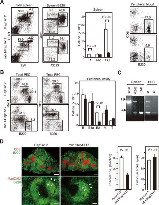 Figure 4. Diminished follicular B cells in mb.1-Rap1A17 Tg mice. (A) Spleen cells from Rap1A17f and mb.1-Rap1A17 Tg littermates were multicolor analyzed with the indicated antibodies with the use of FACSCalibur (left). The mean numbers and SEs of T1 (B220+ CD21low CD23−), MZ (B220+ CD21high CD23−), and FO (B220+ CD21low CD23+) B cells in the spleens of Rap1A17f (□) and mb.1-Rap1A17 (■) Tg littermates (5 mice each) are indicated (middle). Peripheral blood cells were also analyzed with the indicated antibodies (right). (B) Peritoneal exudate cells from Rap1A17f (□) and mb.1-Rap1A17 (■) Tg mice were 2-color analyzed with the indicated antibodies (left), and the numbers of B1 (B220+ Mac1−), B1a (B220+ CD5+), and B2 (B220+ Mac1− CD5−) cells, as well as macrophages and T cells, are indicated (right). The means and SEs of 5 mice in each group are shown. (C) Indicated B-cell subsets sorted from the spleen and peritoneal cells from mb.1-Rap1A17 Tg mice were assessed for Cre-mediated recombination by genomic PCR. (D) The spleens from mb.1-Rap1A17 (■) and Rap1A17f (□) littermates were immunostained with the indicated antibodies (Cy3-anti–CD3 and Alexa Fluor 488 anti-B220). indicates MZ, and bars indicate 400 μm (top) and 100 μm (bottom). The mean follicular numbers in 4 sections of central regions and the mean major axis (in μm) of 60 follicles were measured.