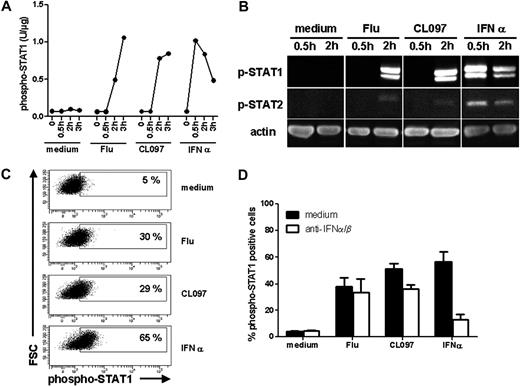 Figure 5. STAT1 is phosphorylated independently of type I IFN after TLR7 triggering with either ligand. GEN2.2 cells were untreated or stimulated with Flu, CL097, or IFN-α for 30 minutes, 2 hours, and 3 hours. Whole-cell protein extracts were prepared. (A) Phospho-STAT1 (pY701) was quantified in the protein extracts by CBA. Data shown are representative of 2 independent experiments. (B) Western blot analysis of phospho-STAT1 (pY701) and phospho-STAT2 (pY690) after activation of GEN2.2 cells. Data shown are representative of 2 independent experiments (C) After 2 hours of stimulation, cells were fixed and permeabilized for phospho-STAT1 (pY701) analysis by flow cytometry. Representative dot plots of 4 independent experiments are shown. (D) Activation of GEN2.2 cells in the absence or presence of anti–IFN-α/β and anti–IFN-α/βR neutralizing antibodies for 2 hours. Phospho-STAT1 (pY701) was analyzed by flow cytometry. Data shown are the means and SDs from duplicate values of 2 independent experiments.