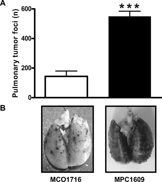 Figure 1. Effect of endogenous APC on the number of B16F10 pulmonary tumor foci in C57Bl/6 mice. (A) Mice were treated intraperitoneally with 200 μg of an antibody that blocks both anticoagulant and signaling properties of APC (MPC1609; ■) or a control antibody (MCO1716; □) at 30 minutes before the administration of 3.5 × 105 B16F10 melanoma cells into the lateral tail vein. Antibody administration was repeated at 48 and 96 hours after melanoma cancer cell inoculation. Mice were killed at 14 days after cancer cell injection, and the number of tumor foci at the surface of the lungs was determined. Error bars represent means ± SEMs (n = 6-8), ***P < .001. (B) Representative lungs of mice treated with MCO1716 and MPC1609, respectively. Dark dots in the lungs represent melanoma tumors.