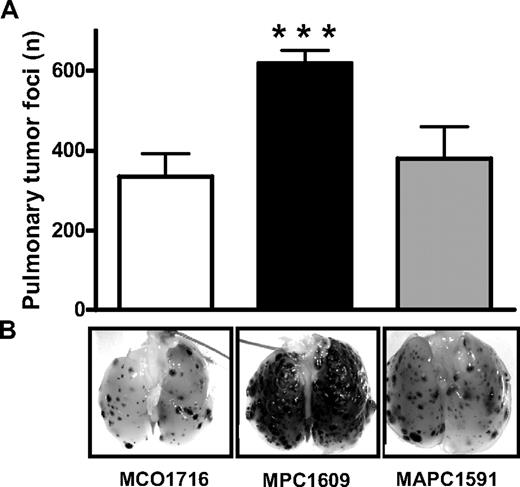 Figure 2. Differential effects of the anticoagulant and signaling properties of endogenous APC on the number of B16F10 pulmonary tumor foci in C57Bl/6 mice. (A) Mice were treated intraperitoneally with 200 μg of an antibody that blocks both anticoagulant and signaling properties of APC (MPC1609; ■), an antibody that only blocks the anticoagulant activity of APC (MAPC1591; ▩), or a control antibody (MCO1716; □) at 30 minutes before the administration of 3.5 × 105 B16F10 melanoma cells into the lateral tail vein. Antibody administration was repeated at 48 and 96 hours after cancer cell inoculation. Mice were killed at 14 days after cancer cell inoculation, and the number of tumor foci at the surface of the lungs was determined (A). Error bars represent means ± SEMs (n = 6-8), ***P < .001. (B) Representative lungs of mice treated with MCO1716, MPC1609, and MAPC1591 antibodies, respectively. Dark dots in the lungs represent melanoma tumors.