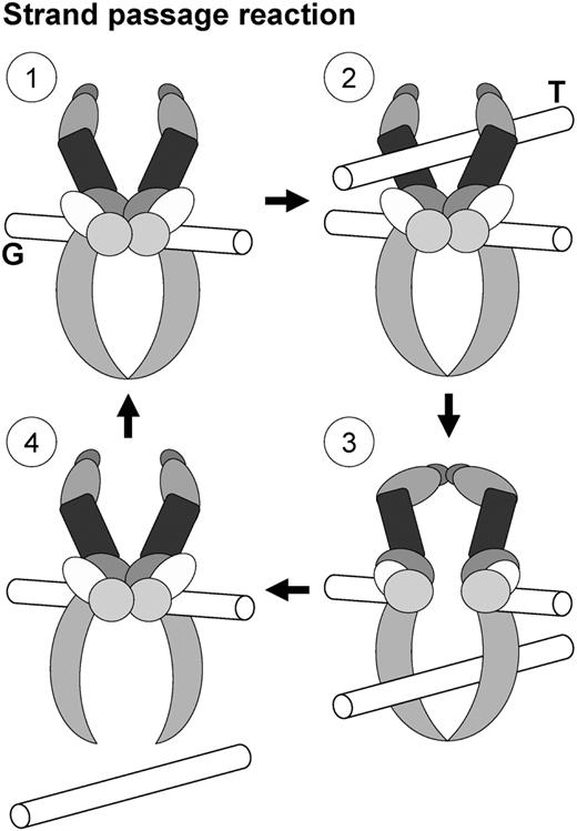 Topo II homodimers resolve catenated DNA by strand passage: one double-helix, the T(transported)-segment, is passed through a transient double-stranded break made in another double-helix, the G(gate)-segment, after which Topo II religates the G-segment. Decatenation that results from strand passage is required for chromosome segregation in all DNA-based cells.