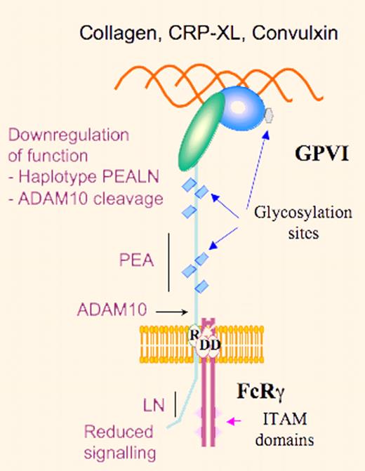 Schematic representation of GPVI highlighting reduced platelet-collagen reactivity through down-regulation of GPVI signaling due to the PEALN haplotype or ADAM10-induced proteolysis.