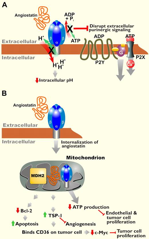 Potential mechanisms of action for angiostatin. (A) Angiostatin binds to cell surface ATP synthase, inhibiting proton transport coupled to ATP synthesis/hydrolysis by this enzyme. Interference with intracellular pH and purinergic signaling may account for some effects of angiostatin. (B) Lee et al demonstrate internalization of angiostatin via ATP synthase and binding to mitochondrial MDH2 and ATP synthase. They propose that angiostatin targeting of these enzymes regulates several downstream effects of this antitumorigenic protein.2