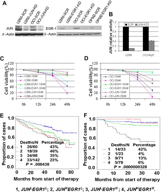 Figure 3. JUN and EGR-1 are critical components in the apoptosis pathway induced by bortezomib. (A) Western blot demonstrated down-regulation of JUN expression in U266 and OCI-My5 myeloma cell lines transfected with JUN shRNA (JUN-KD) and EGR-1 down-regulation in U266, OCI-My5, and OPM2 cell lines transfected with EGR-1 shRNA (EGR-1-KD) compared with scrambled control shRNA (SCR). (B) JUN binding activity was evaluated in nuclear extracts of U266 and OCI-My5 JUN-KD cell lines by the use of an ELISA-based assay (expressed as relative value compared with each control). Each sample is expressed as the mean ± SEM of 2 duplicates. U266 (C) and OCI-My5 (D) cell lines, with and without shRNA-mediated JUN knockdown (JUN) or EGR-1 knockdown (EGR1), were cultured for 48 hours with 10nM and 20nM bortezomib. Cell viability was determined every 12 hours by trypan blue exclusion. Patients with newly diagnosed MM on TT2 (E) and TT3 (F) were divided into 4 groups based on the expression of JUN with EGR-1. Kaplan-Meier estimates on TT2 show 6-year actuarial probabilities of 43% death in cases with JUNLEGR1L, 46% death in cases with JUNHEGR1L, 35% death in cases with JUNLEGR1H, and 23% death with JUNHEGR1H. Kaplan-Meier estimates on TT3 show 3-year actuarial probabilities of 42% death in cases with JUNLEGR1L, 4% death in cases with JUNHEGR1L, 13% death in cases with JUNLEGR1H, and 6% death with JUNHEGR1H.