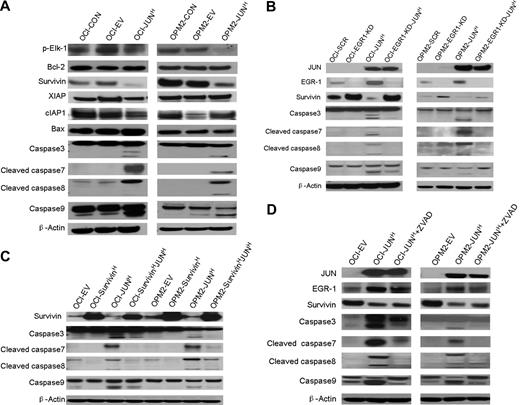 Figure 6. Overexpression of JUN induces apoptosis via an EGR-1–Survivin–caspase signaling pathway. (A) Western blot analysis compared OCI-My5 (OCI) and OPM-2 myeloma cells when untransfected (CON), carrying empty vector (EV), or overexpressing JUN (JUN). Results showed specificity of JUN overexpression and effects on regulation of Survivin, XIAP, cIAP1, phosphorylated Elk-1(p-Elk-1), Bcl-2, and Bax, and cleavage of caspase-3, -7, -8, and -9. β-Actin was used as a loading control. (B) Western blot analysis of OCI-My5 (OCI) and OPM2 myeloma cell lines with scrambled shRNA (SCR; control), EGR-1 shRNA (EGR1-KD), and/or JUN overexpression (JUNH). Silencing of EGR-1 activated Survivin expression and reduced Survivin inhibition and caspase cleavage by JUN overexpression. (C) Western blot analysis of OCI-My5 (OCI) and OPM2 myeloma cell lines with PWPI (EV; control), Survivin (SurvivinH), and/or JUN overexpression (JUNH). Overexpression of Survivin inhibited caspase cleavage triggered by JUN overexpression. (D) Western blot analysis of OCI-My5 (OCI) and OPM2 myeloma cell lines carrying empty vector or overexpressing JUN cultured in the absence or presence of pan-caspase inhibitor Z-VAD-fmk (ZVAD) shows effects on EGR-1 and Survivin levels and on cleavage of caspase-3, -7, -8, and -9. β-Actin was used as a loading control in all Western blots.