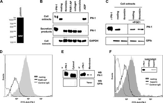 Figure 1. Characterization of platelet PN-1. (A) RT-PCR analysis of PN-1 mRNA expression in platelets. (B) Washed platelets were activated by different agonists: 5nM thrombin, 50μM PAR1-AP, 5 μg/mL collagen, 1nM convulxin, and 10μM ADP, for 30 minutes at 37°C, and centrifuged to isolate platelet pellets from supernatants. Platelet pellets (cell extracts) and supernatants (secretion products) were analyzed by Western blot for PN-1 and GAPDH. (C) Washed platelets were pretreated or not with 1 μg/mL prostaglandin E1 before activation by thrombin. Cell extracts were analyzed by Western blot for PN-1 and GPIb. (D) Washed platelets activated by 50μM PAR1-AP were analyzed by flow cytometry with an FITC-coupled anti–PN-1 IgG. (E) Membrane and cytosol fractions of resting platelets analyzed by Western blot for PN-1 and GPIb. (F) Washed platelets treated with 150 μg/mL heparin were analyzed by flow cytometry. The supernatants of heparin-treated platelet were analyzed by Western blot for PN-1 (inset). Data are representative of 3 separate experiments from different donors.