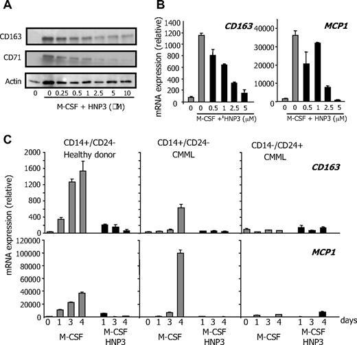 Figure 4. HNP1-3 inhibit M-CSF–induced monocyte differentiation. (A) Healthy donor monocytes were incubated with 100 ng/mL rhM-CSF and increasing concentration of rhHNP3 for 2 days before immunoblot analysis of indicated proteins. (B-C) RQ-PCR analysis of CD163 and MCP1 gene expression in sorted CMML monocytes (CD14+/CD24−) exposed to 100 ng/mL rhM-CSF in the absence or presence of rhHNP3 for 6 days (B) and in healthy donor monocytes, and CD14+/CD24− and CD14−/CD24+ CMML cells exposed to M-CSF and 5 μg/mL rhHNP3 for 1 to 4 days. (B-C) Values normalized to L32 mRNA level, expressed in arbitrary units. Mean ± SD of triplicates; 1 of 4 independent experiments is shown.