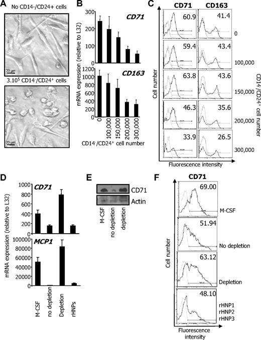 Figure 5. Secreted HNP1-3 mediate inhibition of M-CSF–induced differentiation. (A-C) CD14+/CD24− CMML cells (2 × 105) were cultured for 4 days with M-CSF in the lower compartment of a transwell device, in the absence or presence of indicated numbers of CD14−/CD24+ CMML cells. (A) Phase-contrast microscopy analysis of CD14+/CD24− cells. (B) RQ-PCR analysis of CD71 and CD163 mRNA in cells of the lower compartment (mean ± SD of triplicates, relative to L32 mRNA level). (C) Flow cytometric analysis of CD71 and CD163 at the surface of cells cultured in the lower compartment. Numbers indicate percentage of positive cells. Results show 1 representative of 3 independent experiments. (D-F) The supernatant of CD14−/CD24+ CMML cells cultured in serum-free medium for 4 hours was collected. HNP1-3 were depleted using clone 21 antibody coupled to beads. CD14+/CD24− CMML cells were cultured with M-CSF for 2 days in the supernatant (depleted, not depleted, or depleted and supplemented with the 3 rhHNPs; total concentration: 5μM), before assessing CD71 and MCP1 gene expression (D; expressed as in panel B) and CD71 protein expression by immunoblot (E) or by flow cytometry after 5 days (numbers indicate % of positive cells; F).