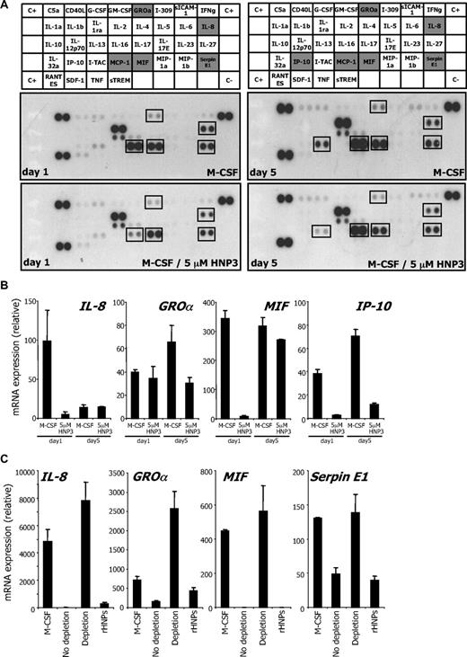 Figure 6. HNP1-3 inhibit M-CSF–induced cytokine production during differentiation. (A) Healthy donor monocytes were incubated with 100 ng/mL rhM-CSF and 5μM rhHNP3 for 1 and 5 days. Cytokines were detected in their culture supernatant using an antibody array. (B) RQ-PCR analysis of indicated cytokine gene expression in monocytes exposed to 100 ng/mL rhM-CSF in the absence or presence of rhHNP3 for 1 and 5 days. (C) HNP1-3 were depleted from CD14−/CD24+ CMML supernatant using clone 21 antibody coupled to beads as in Figure 5. CD14+/CD24− CMML cells were cultured with M-CSF for 2 days in the supernatant (depleted, not depleted, or depleted and supplemented with the 3 rhHNPs; total concentration: 5μM), before assessing indicated gene expression. Mean ± SD of triplicates; 1 of 3 independent experiments is shown.