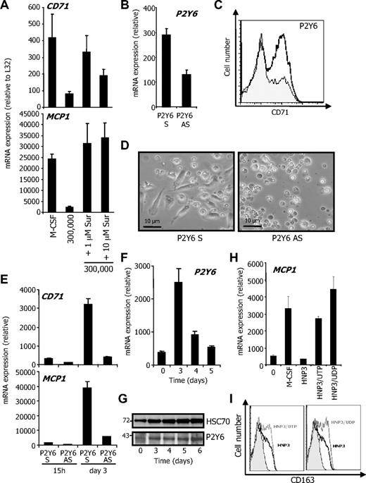 Figure 7. UDP/UTP competes with HNP1-3 to inhibit monocyte differentiation. CD14+/CD24− CMML cells were cultured in the lower compartment of a transwell device as described in Figure 5. (A) Indicated concentrations of suramin were added to the lower compartment before measuring CD71 and CD163 mRNA levels (expressed as in Figure 5B). (B) Monocytes were transfected with P2Y6 oligonucleotide sense (S) or antisense (AS) by Amaxa, 15 hours before RQ-PCR analysis of P2Y6 mRNA. Monocytes were then exposed for 4 days to rhM-CSF after indicated nucleotide transfection. Macrophage differentiation was assessed by CD71 flow cytometric analysis (P2Y6 S and P2Y6 AS are indicated by white and gray histograms, respectively; C) and morphologically (fibroblastic-like shape; D). RQ-PCR analysis of indicated gene expression in P2Y6 oligonucleotide-transfected monocytes (E). (F-G) Study of P2Y6 expression at the mRNA (F) and protein level (G) during macrophagic differentiation. HSC70 represents loading control. Molecular weights are indicated. (H-I) Primary monocytes were incubated for 3 days with rhM-CSF alone, rhM-CSF, and 5μM HNP3 in presence or absence of 100μM UTP or UDP. Macrophage differentiation was identified by increased MCP1 mRNA (H) and CD163 protein (I) expression. One of 4 independent experiments is shown.