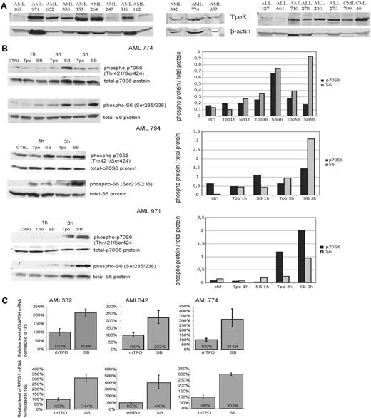 Figure 2. Effect of SB on p70S and S6 kinase phosphorylation, and GAPDH, REDD1 expression in myeloid leukemia cells. (A) Western blot analysis of Mpl protein expression in primary leukemia cells (AML, ALL, and CML). (B) Western blot analysis of p70S and S6 kinase phosphorylation in 3 primary AML samples after exposure to rhTpo or SB-559457. Control indicates medium alone; TPO, cells treated with rhTpo (2.86μM) + 0.05% DMSO; SB, cells treated with SB-559457 (5μM). Graphs represent densitometry measurements of phosphorylated proteins: p70S6 and S6. Level of phosphorylation is presented as ratio of phosphorylated to total protein expression. (C) Quantitative RT-PCR comparison analysis of GAPDH (top panel) and REDD1 (bottom panel) mRNA level in primary AML cells stimulated with rhTpo (2.86μM) + 0.05% DMSO, or SB-559457 (5μM) for 6 hours.