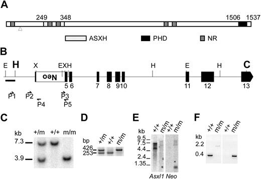 Figure 1. Generation of Asxl1 mutant mice. (A) Schematic representation of the conserved ASXH and PHD domains and NR sequence motifs in ASXL1 homologs is shown.8 Numbers above the diagram show the first and last amino acids that define the ASXH and PHD domains. Mutations causing ASXL1 truncations found in MDS and CMML patients lie between amino acids 596 and 1457, all within exon 12.12 The arrowhead shows the site of insertion of the neomycin (neo) transgene at amino acid 90. (B) Diagram of part of the Asxl1 locus showing exons 5 to 13 indicated as black boxes. The PGKneo expression cassette (large white box) was inserted into the XbaI site in exon 5 by a replacement gene-targeting approach and was used for positive selection of clones. Position of relevant restriction sites (C indicates ClaI; E, EcoRI; H, HindIII; and X, XbaI), the location of external probe (bar below the E-H fragment shown at the left), and PCR primers (small arrows) are indicated. The location of the 5′ (HindIII site) and 3′ (ClaI site) ends of the flanking genomic homology arms in the targeting vector is denoted in larger bold font. (C) Southern blot analysis of genomic DNA isolated from newborn offspring of an Asxl1tm1Bc intercross after digestion with EcoRI and hybridized with an external probe shown in panel B. This probe detects a 7.3-kb fragment from the wild-type allele (+/+), and a 3.9-kb fragment from the targeted allele (m/m). (D) Multiple primer PCR analysis of liver genomic DNA of E18.5 embryos from an Asxl1tm1Bc intercross. Primers P2 and P5 amplify a 253-bp fragment of the wild-type allele, whereas primers P3 and P5 amplify a 426-bp fragment of the targeted allele. (E) Northern blot analysis of poly(A)+RNA from pooled tissue of neonate wild-type and Asxl1tm1Bc mice using probes for Asxl1 (left panel) and neomycin (right panel). (F) RT-PCR analysis of Asxl1tm1Bc mutant neonate tissue. RT-PCR of total RNA from pooled tissue of individual newborn Asxl1+/+ (+/+) and Asxl1tm1Bc/tm1Bc (m/m) mice. Primer from exon 1 and primer P5 (in exon 5) amplify an approximately 400-bp product in Asxl1+/+ samples, and a 2.2-kb product in Asxl1tm1Bc/tm1Bc (left panel). Primer from exon 1 and primer P4 (within neo) amplify a 300-bp product from the Asxl1tm1Bc/tm1Bc samples, whereas no amplification occurs in the Asxl1+/+ samples, as expected (right panel).