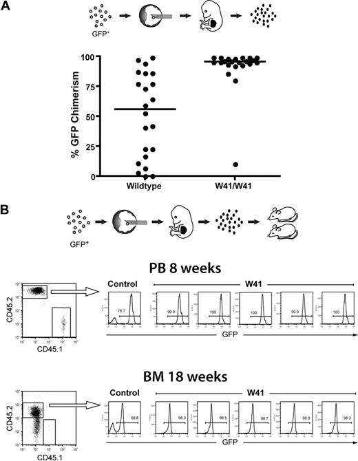 Figure 1. High-level fetal liver chimerism in embryos generated from W41/W41 blastocyst complementations. (A) GFP-expressing ES cells were injected into wild-type or W41/W41 blastocysts, and fetal livers were isolated from E14.5 embryos. The percentage of GFP+ cells in each liver was measured by FACS analysis within the Lin− subpopulation. Distribution of GFP chimerism in the fetal liver of embryos from W41/W41 or wild-type blastocysts. (B) GFP+ ES cells were injected into W41/W41 or wild-type blastocysts. E14.5 embryos were harvested, and 2 million chimeric fetal liver cells (CD45.2) were transplanted into CD45.1 recipient mice. FACS profiles for 5 mice transplanted with pooled cells from 4 randomly picked W41/W41 chimeric embryos. A control mouse transplanted with cells from a high-level wild-type chimera is shown as reference. Percentage of GFP+ donor cells in peripheral blood (PB) and bone marrow (BM) after 8 and 18 weeks, respectively.