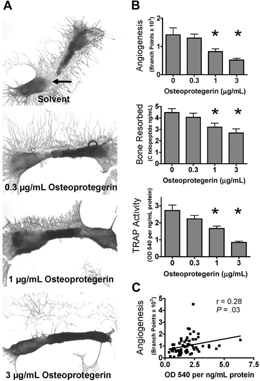 Figure 1. Osteoclasts are important for angiogenesis in bone explants. (A) Osteoclast inhibition decreases angiogenesis in metatarsal explants. Metatarsal explants stained for endothelial cells (red, CD31); 17.5 days postcoitum outbred fetal mouse metatarsals were cultured with indicated treatments for 15 days before fixation. indicates area of osteoclast resorption that is prominent in the control bones and decreases with increasing OPG. (B) Quantification of angiogenic outgrowth and osteoclast number and activity in metatarsal explants. Number of branches and other angiogenesis tube formation parameters quantified at the end of the assay period (15 days). CTX (RatLaps) assayed from metatarsal explant-conditioned media collected from days 7 to 9 of culture. TRAP activity extracted by homogenization of bones after 15 days of culture and assayed by color development using a TRAP substrate. Data are mean ± SEM. *P < .05. Images acquired as whole mounts in water with an Olympus IX71 microscope with a UPlanFLN objective, numeric aperture (NA) of 0.13, and a Spot RTKE camera with Spot Advanced software (original magnification ×4). (C) Correlation of osteoclast formation and angiogenesis. The TRAP activity extracted from bone explants and angiogenesis (branch points) was correlated for all samples treated with various concentrations of OPG-Fc and analyzed by linear regression. r indicates Pearson correlation coefficient; P, significance from 1-sample F test for linear regression. Results are from 1 representative experiment of at least 2 performed.
