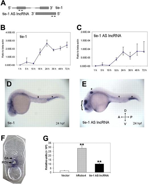 Figure 1. Expression patterns of tie-1AS lncRNA. (A) The primer pair locations for quantitative PCR. Developmental expression profile of tie-1 (B) and tie-1AS (C) is shown. The total RNAs were extracted using Trizol followed by DNase I treatment. The RNAs were recovered by RNeasy kit (QIAGEN). (D) Tie-1 is expressed in the axial vessels () and blood islands (*). (E) Tie-1AS lncRNA is expressed in the axial vessels (), intermediate cell mass (*), otic vesicles (#), and brain (brace). (F) Transverse section of 24 hpf tie-1AS lncRNA embryo is shown. indicates the location of DA and PCV. (G) Luciferase activity in vivo (26 hpf) for a 3-kb fragment upstream of zebrafish tie-1AS lncRNA. The hRobo4 promoter is used as a positive control. **P < .01.