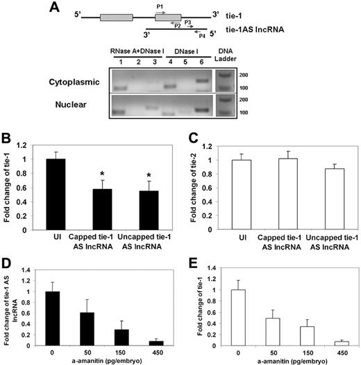 Figure 2. Functional investigation of the tie-1AS lncRNA. (A) The RNA duplex was examined by ribonuclease protection assay. The zebrafish embryos at 24 hpf were digested with 0.25% trypsin into single cells, from which cytoplasmic and nuclear RNA was extracted. The RNAs were treated with DNase I and RNase A followed by RT-PCR. Primers used are as follows: lanes 1 and 4, P1 and P2, amplicon size 114 bp; lanes 2 and 5, P3 and P4, amplicon size 133 bp; and lanes 3 and 6, β-actin, amplicon size 147 bp. (B) Overexpression of tie-1AS lncRNA down-regulates the expression of tie-1. *P < .05. (C) No effect on the expression of tie-2. The zebrafish embryos were injected at the 1-cell stage with 150 pg of tie-1AS mRNA, and quantitative PCR was performed at 24 hpf. (D) Chemical treatment of zebrafish embryos with α-amanitin shows dose-dependent sensitivity to tie-1AS lncRNA and tie-1 (E) transcription.