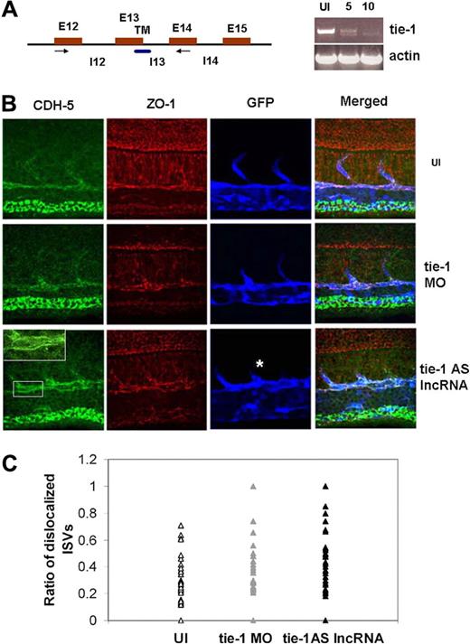 Figure 3. The phenotype of zebrafish tie-1AS lncRNA overexpression. (A) The MO targeting splice-site is complementary to the 13th exon-intron boundary. RT-PCR was performed to confirm MO-targeting effects. (B) Immunostaining of Tg(flk: EGFP) embryos injected with tie-1AS (150 pg) or tie-1 MO (5-10 ng) at the 1-cell stage and fixed at 24 hpf. Staining was performed using CDH5, ZO-1, and anti-GFP antibodies. Most tie-1AS lncRNA-injected embryos showed an asymmetric distribution of Cdh-5 staining on endothelial cell membrane in vivo as shown in the enlarged inset. ISVs (white asterisk) also show a truncated phenotype. Details of image capture are available in supplemental Methods. (C) Quantitation of the phenotype was performed as described in supplemental Methods, and the ratio of length of ISVs showing phenotype to an ISV with normal CDH-5 distribution is plotted. In general, the trend in tie-1AS lncRNA and tie-1 MO-injected embryos shows higher ratios indicating more ISVs with asymmetric CDH-5 distribution per embryo.