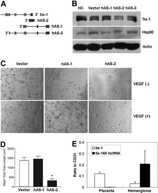 Figure 4. Human lncRNA regulates Tie-1 expression in endothelial cells and is necessary for VEGF-induced tube formation and the disease connection. (A) A schematic of the 3 human lncRNA AS (h-AS) tie-1 transcripts is shown. (B) hAS-2 transfection in endothelial cells down-regulates Tie-1 protein levels compared with no-treatment control (NC), vector control (Vector), or hAS-1 or hAS-3 transfected lysates. (C) After transfection with empty vector and tie-1 noncoding RNAs h-AS1 or h-AS2, HUVECs were suspended in type I collagen gels and treated with vehicle or 100 ng/mL VEGF. After 24 hours of incubation, cells were photographed using QCapture Program (QImaging Inc). Representative images are shown for 2 independent experiments. Details of image capture are available in supplemental Methods. (D) Quantification of mean lengths of tubes formed with VEGF-treated transfected HUVECs. *P < .05. (E) Tissues from patients diagnosed with vascular anomalies have aberrant levels of tie-1AS lncRNA transcript compared with tie-1. Interestingly, RNA from normal placenta tissue shows an exact reverse pattern with high levels of tie-1 and low to nondetectable levels of tie-1AS lncRNA.