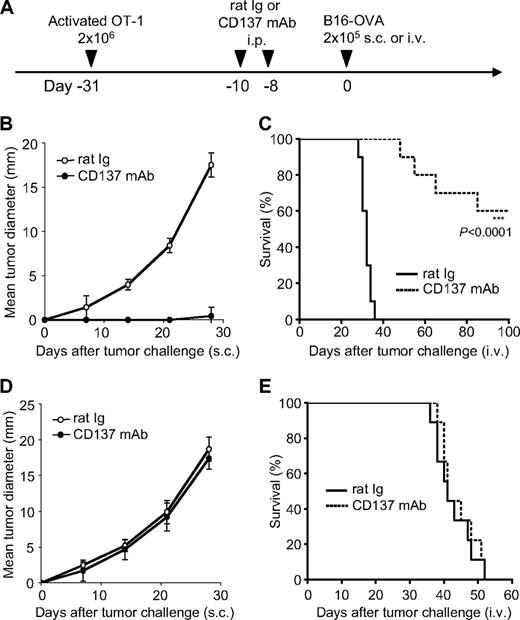 Figure 2. Effect of anti-CD137 mAb in the stimulation of Tms to prevent tumor outgrowth in the OT-1 adoptive transfer model. (A) A schematic of the treatment of a melanoma mouse model with Tms and anti-CD137 mAb. In vitro–activated OT-1 TCR-transgenic T cells were transferred into mice for the development of Tms. (B) Effect of anti-CD137 mAb in preventing B16-OVA tumor challenge. One month after transfer of activated OT-1 T cells, mice were treated with anti-CD137 mAb and subsequently challenged with B16-OVA tumor cells subcutaneously. The sizes of tumors were measured individually and recorded as the mean tumor diameter regularly. Results are 1 representative of 4 independent experiments. Each point is the mean ± SD of tumor diameters in a group of 5 mice. (C) Effect of anti-CD137 mAb in the prevention of metastases of B16-OVA tumor. One month after transfer of activated OT-1 T cells, mice were treated with anti-CD137 mAb and subsequently challenged with B16-OVA tumor cells intravenously. The survival of mice was monitored daily up to 100 days. Results are 1 representative of 3 independent experiments. ***Significantly different from control mAb (rat Ig) treatment group, P < .001. (D-E) Effect of anti-CD137 mAb fails to prevent tumor challenge after transfer of naive OT-1 cells. The procedure is the same as in panel A, but naive instead of activated OT-1 T cells were transferred. Tumor growth (D) and survival (E) of the mice were monitored as described in panels B-C. Results are 1 representative of 2 independent experiments.
