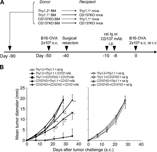 Figure 6. Both hematopoietic and nonhematopoietic host cells are required for the antirecurrence/metastases effect of anti-CD137 mAb. (A) A schematic of the mouse model for melanoma recurrence/metastases after bone marrow (BM) reconstitution and anti-CD137 mAb treatment. At day −90, indicated recipient mice were irradiated with 650 Gy twice on the same day. BM cells were harvested from the indicated donor mice and transferred at 5 × 106/mouse into indicated recipient mice. The percentage of bone marrow chimerism was evaluated 30 days after BM transplantation. Chimeric mice were inoculated with 2 × 105 B16-OVA tumor cells subcutaneously at day −50. Ten days later, tumor nodules were surgically resected. Mice rested for 1 month to facilitate the development of memory T cells and were subsequently treated with anti-CD137 mAb twice as indicated. At day 0, mice were rechallenged with B16-OVA tumor cells at 2 × 105 subcutaneously or intravenously. (B) BM-reconstituted and tumor-resected mice were treated with control rat Ig or anti-CD137 mAb (left panel) or control rat Ig (right panel), and B16-OVA tumor cells were inoculated subcutaneously 1 week later. Each point indicates the mean tumor diameters in a group of 5 mice, and error bars show SD. *P < .05, **P < .01 compared with Thy1.2BM/Thy1.1 host treated with control rat Ig. +P < .05, ++P < .01 compared with Thy1.2BM/Thy1.1 host treated with anti-CD137 mAb.