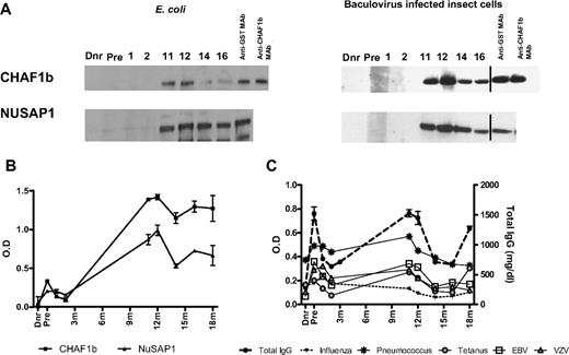 Figure 2. Validation of targets (CHAF1b and NuSAP1) by Western Blot and ELISA. Using protein microarrays, CHAF1b and NuSAP1 were identified as target proteins recognized by new antibodies that first developed 1 year after transplantation and were absent in the donor plasma or before transplantation in the patient, corroborating protein microarray results. CHAF1b and NuSAP1 were made using the E coli expression system as well as baculovirus-infected insect cells. (A) 0.5 μg protein was loaded in each well. Each lane was cut and incubated with the patient's pretransplantation (Pre) and posttransplantation plasma samples, along with the patient's donor plasma (Dnr). The probed lanes were realigned and detected by anti–human IgG Ab. Vertical lines have been inserted to indicate a repositioned gel lane. Positive controls were anti-GST mAb and anti-CHAF1b mAb. (B) Affinity purified NuSAP1 and CHAF1b obtained from E coli– and baculovirus-infected insect cells were quantitatively detected by patient plasma using IgG ELISA. There were no antibodies detected in the sera of donor, pretransplantation, or 1 month or 2 months posttransplantation, but antibodies against NuSAP1 and CHAF1b were detected 11 months after transplantation and later. (C) Antibodies against infectious antigens influenza, pneumococcus, tetanus, EBV, and VZV were detected in the donor, pretransplantation, and 1, 2, 11, 12, 14, 16, and 18 months after transplantation using IgG ELISA. Total IgG was also measured in triplicate for the same time points and is plotted as milligrams per deciliter. Error bars indicate SE of measurement.