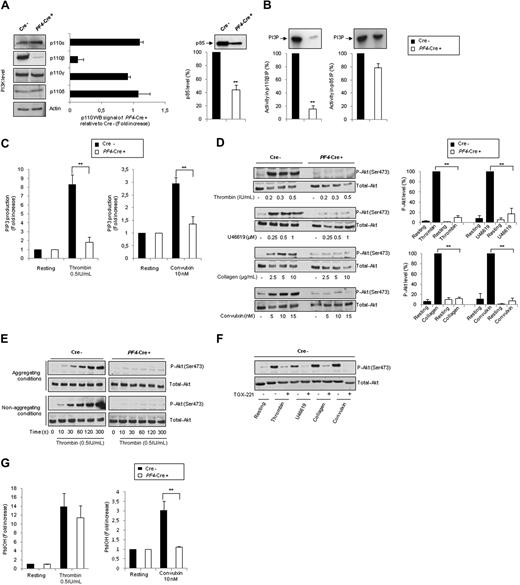 Figure 1. Genetic inactivation of p110β catalytic subunit specifically in megakaryocytes and platelets. (A) Western blot showing class I PI3K p110 isoforms and p85 expression in PF4-Cre− p110flox/flox control (Cre−) or PF4-Cre+ p110flox/flox p110β-null (PF4-Cre+) platelet lysates. ■ represent (Cre−) platelet lysates; □, (PF4-Cre+) platelet lysates. Average results are mean ± SEM for 4 experiments (right panel). (B) p110β and p85 subunits were immunoprecipitated with specific antibodies, and the associated lipid kinase activity was assayed with phosphatidylinositol as a substrate. ■ represent (Cre−) platelet lysates; □, (PF4-Cre+) platelet lysates. Average results are mean ± SEM for 3 experiments. (C) Platelets from control or PF4-Cre/p110βflox/flox mice were stimulated under nonaggregating conditions by indicated agonists, and the radioactivity of PIP3 was determined as described in “Lipid extraction and analysis.” Results are mean ± SEM of 3 independent experiments. (D) Platelets were stimulated under aggregating conditions by thrombin, U46619, collagen, or convulxin during 7 minutes at the indicated concentration. Lysates were submitted to immunoblotting with anti–Akt-Ser(P)473 or total Akt antibodies, as indicated. Quantification by densitometric analysis of the Western blots is shown (right panels), and data are expressed as percentage of P-Akt in response to thrombin (0.5 IU/mL), U46619 (1μM), collagen (10 μg/mL), and convulxin (10nM), and are mean ± SEM of 3 independent experiments. (E) Platelets were stimulated under aggregating or nonaggregating (integrilin) conditions by thrombin (0.5 IU/mL) during different times and analyzed as in panel D. (F) Platelets were stimulated under aggregating conditions by thrombin, U46619, collagen, or convulxin in the absence or presence of TGX-221 (0.5μM) and analyzed as in panel D. (G) Platelets from p110flox/flox control (Cre−) or PF4-Cre/p110flox/flox (PF4-Cre+) mice were stimulated under nonaggregating conditions with indicated agonists, and the radioactivity of phosphatidic acid (PtdOH) was determined as described in “Lipid extraction and analysis.” Results are mean ± SEM of 3 independent experiments. Statistical analysis: **P < .01.