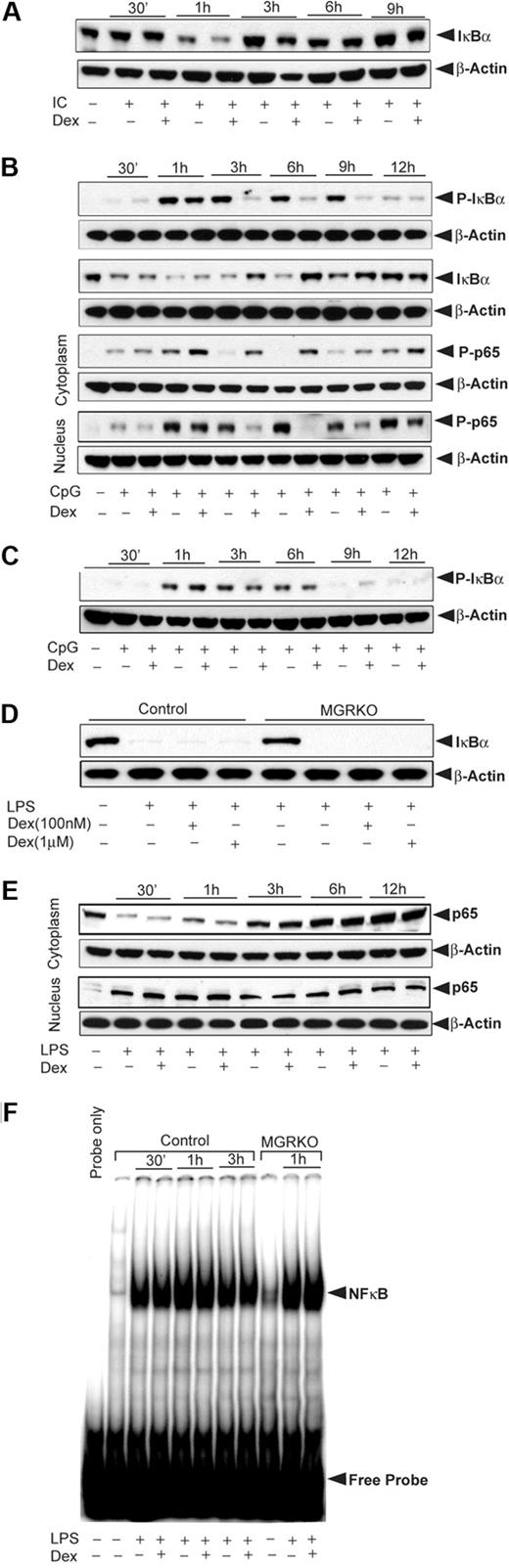 Figure 3. Effect of Dex on TLR-3– and TLR-9–inducible NFκB activation. (A) Effect of Dex on Poly (I:C)–mediated IκBα degradation. Control macrophages were treated with Dex for 3 hours followed by Poly (I:C) for the indicated periods of time. Cytoplasmic extracts were analyzed by Western blotting using an anti-IκBα and anti–β-actin antibodies. (B) Effect of Dex on CpG-mediated NFκB activation in control macrophages. Cells were treated as described. Cytoplasmic and nuclear extracts were analyzed by Western blotting using anti–phospho-IκBα (P-IκBα), anti–total IκBα (IκBα), and anti–phospho-p65 (P-p65) antibodies. (C) Effect of Dex on CpG-mediated IκBα phosphorylation in MGRKO macrophages. Cytoplasmic extracts were analyzed by Western blotting using anti–phospho-IκBα and anti–β-actin antibodies. (D) Effect of Dex on LPS-mediated IκBα degradation. Macrophages from control and MGRKO mice were treated with the indicated doses of Dex for 3 hours followed by LPS for 30 minutes. Cytoplasmic extracts were analyzed by Western blotting using anti-IκBα and anti–β-actin antibodies. (E) Effect of Dex on LPS-mediated p65 redistribution. Cytoplasmic and nuclear extracts were analyzed by Western blotting using anti-p65 and anti–β-actin antibodies. (F) Effect of Dex on LPS-mediated NFκB DNA-binding activity. Nuclear extracts from control and MGRKO macrophages were prepared and DNA-binding activity to major histocompatibility complex class I H2K–specific oligonucleotide probe were analyzed using EMSA. Representative of 3 to 4 independent experiments.