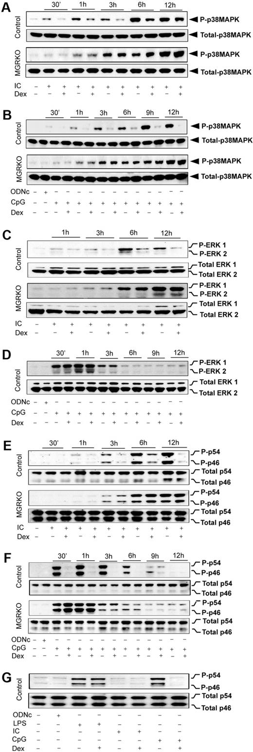 Figure 5. Dex suppresses TLR3- and TLR9-mediated activation of p38 MAPK. Peritoneal macrophages were administered with Dex 3 hours before Poly (I:C) or CpG treatment. Cells were treated with Poly (I:C) or CpG for the indicated periods of time. Cell lysates were analyzed by Western blot using (A-B) anti–phospho-p38 MAPK (P-p38MAPK) and total p38 MAPK, (C-D) anti–phospho-ERK1/2 (P-ERK1/2) and total ERK1/2, and (E-F) anti–phospho-JNK (P-p46/p54) and total JNK (Total p46/p54) antibodies. Representative of 3 to 4 independent experiments. (G) Comparative effect of Dex on JNK activation by TLR3 and TLR9 ligands. Macrophages stimulated with Poly (I:C), CpG, or LPS for 30 minutes with or without Dex pretreatment. Cell lysates were analyzed by Western blot using anti–phospho-JNK (P-p46/p54) and total JNK (p46/p54) antibodies. Representative of 3 independent experiments.