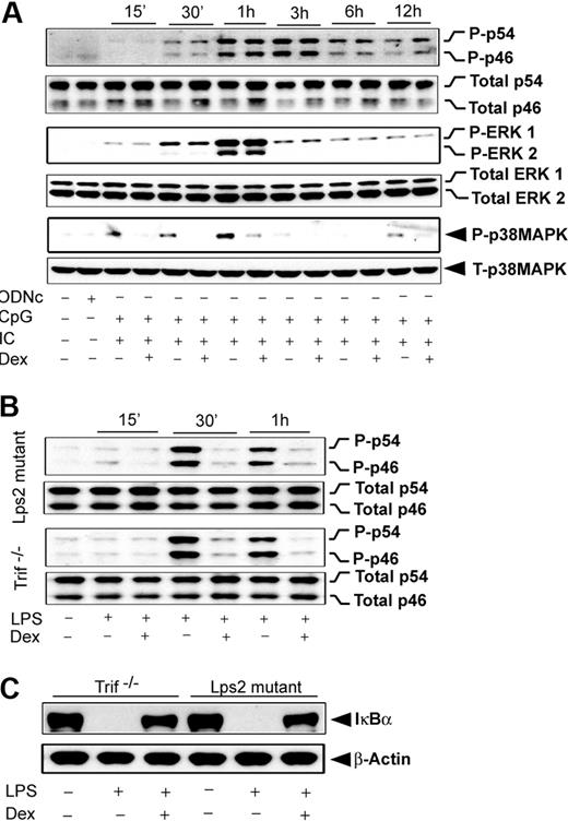 Figure 6. Effect of Dex on MAPK activation during TLR3 and TLR9 coengagement. (A) Peritoneal macrophages were pretreated with Dex followed by Poly (I:C) and CpG cotreatment for the indicated periods of time. Cell lysates were analyzed by Western blot using anti–phospho-JNK (P-p46/p54) and total JNK (total p46/p54); anti–phospho-ERK1/2 (P-ERK1/2) and total ERK1/2; and anti–phospho-p38 MAPK (P-p38MAPK) and total p38 MAPK antibodies. (B) Effect of Dex on LPS-induced JNK activation in Lps2 mutant and Trif−/− macrophages. Peritoneal macrophages isolated from Lps2 mutant and Trif−/− mice treated with LPS for the indicated periods of time in the presence and absence of 100nM Dex. (C) Effect of Dex on LPS-induced IκBα degradation in Lps2 mutant and Trif−/− macrophages. Macrophages were treated with or without Dex for 3 hours followed by LPS for 30 minutes. Cytoplasmic extracts were analyzed by Western blotting using anti-IκBα and anti–β-actin antibodies. Representative of 2 to 3 independent experiments.