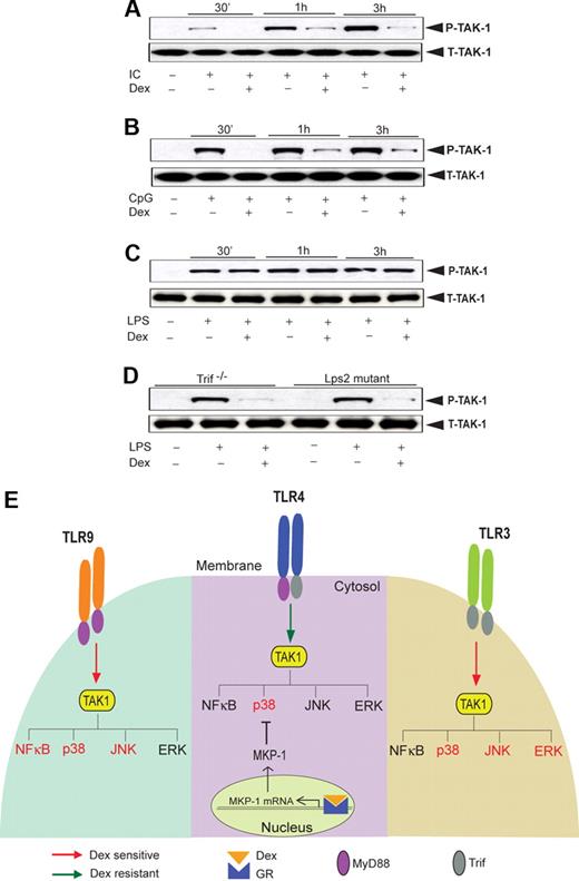 Figure 7. Effect of Dex on TLR-induced TAK1 activation. Macrophages were treated with Dex followed by (A) Poly (I:C), (B) CpG, and (C) LPS treatment for the indicated periods of time. Cell lysates were analyzed by Western blot using anti-TAK1 and total TAK1 antibodies. Representative of 2 to 3 independent experiments. (D) Effect of Dex on LPS-induced TAK1 phosphorylation in Lps2 mutant and Trif−/− macrophages. Peritoneal macrophages isolated from Lps2 mutant and Trif−/− mice treated with LPS for 30 minutes in the presence or absence of Dex. Cell lysates were analyzed by Western blot using anti-TAK1 and total TAK1 antibodies. Representative of 2 independent experiments. (E) Differential regulation of TLR-induced MAPK and NKκB activation by glucocorticoids. TAK1 induces activation of MAP kinases and NFκB irrespective of the nature of TLR ligation. However, activation of GR by Dex suppresses TAK1-induced MAPK and NFκB activation in a stimulus-specific manner. TLR4-MyD88-Trif–induced TAK1 activity is Dex resistant, and Dex attenuates p38 MAPK activity only via induction of MKP-1. TLR9-MyD88–induced TAK1 activity is Dex sensitive, and as such, NFκB, p38 MAPK, and JNK activity is as well. TLR3-Trif–induced TAK1 activity is also Dex sensitive, and Dex inhibits p38 MAPK, ERK, and JNK activity (NFκB is not significantly induced). Dex-sensitive TAK1 targets are designated in red font; Dex-resistant targets are in black font.