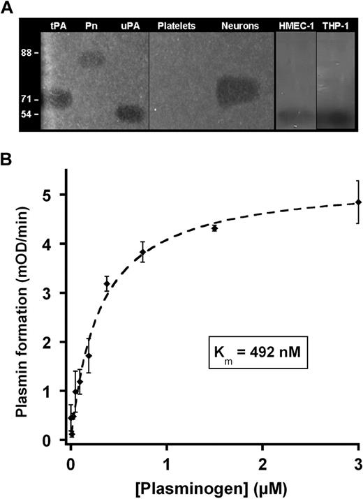 Figure 1. Identification of activators and cellular activation of plasminogen. (A) Fibrin autography of platelets, cortical neurons, HMEC-1 cells, and THP-1 cells. The samples were electrophoresed on 8% (wt/vol) polyacrylamide, SDS was then exchanged with 2.5% (wt/vol) Triton X-100, and the gel was overlaid on a fibrin-agarose indicator gel. The picture was taken after 4 hours at 37°C. The position of purified controls (Pn indicates plasmin; tPA, and uPA) is indicated on top. The thin vertical line indicates assembly from the same gel. The thick vertical line separates 2 different gels. (B) THP-1 cells (105 cells/well) were incubated with various concentrations of plasminogen (0-3μM) and 0.75mM CBS0065. Kinetics of plasmin formation (mOD/minute) was followed by measuring the release of p-nitroaniline. Data were fitted according to the Michaelis-Menten equation (Km = 492nM).