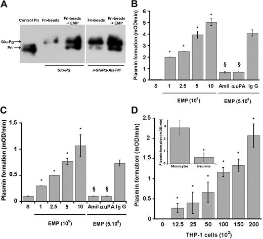 Figure 4. Fibrinolytic cross-talk: activation of fibrin- and fibronectin-bound plasminogen by cellular MPs. (A) Native or recombinant active site–inactivated Glu-plasminogen (Glu-Pg, r-Pg-Ala741) at 1μM was bound to fibrin-coated beads for 1 hour at 37°C. Fibrin-coated beads with bound plasminogen were then incubated with 106 EMPs in a final volume of 200 μL. After overnight incubation at 22°C, the fibrin-coated beads were sedimented by centrifugation and resuspended in 10mM Tris-HCl, pH 6.8, containing 10% SDS to elute fibrin-bound plasminogen derivatives. The supernatant was electrophoresed under nonreducing conditions, proteins were transferred to PVDF membranes and revealed with a horseradish peroxidase–conjugated mAb (150 ng/mL) directed against plasminogen K1. The Western blot shows Glu-plasmin formation by EMPs. Purified plasmin is shown as reference. (B-C) Glu-plasminogen (1μM) was bound to fibrin (B) or fibronectin (C) surfaces. After 3 washes with PBS, EMPs were added at various concentrations. (D) Glu-plasminogen (1μM) was bound to fibrin surfaces (main graph) or to fibrin-coated beads (inset). THP-1 cells were then added to fibrin surfaces at various concentrations (main graph) and 2.5 × 105 fibrin-coated beads were incubated with 105 adherent monocytes or neurons (inset). The formation of plasmin was detected by measuring the release of p-nitroaniline from the chromogenic substrate CBS0065 added at 0.75mM. Bars represent the amount of plasmin formed (mOD/minute; mean ± SEM; n = 3) by THP-1 cells on fibrin (B,D) and fibronectin (C), and by adherent monocytes or neurons on fibrin-coated beads (D inset). Amil indicates amiloride; IgG, antibody against uPA and its nonimmune IgG control. *Significant changes compared with activation without THP-1 (A) or EMPs (B-C) or activation on neurons (P < .05); §changes with inhibitors compared with activation at 5 × 105 EMPs (P < .05).