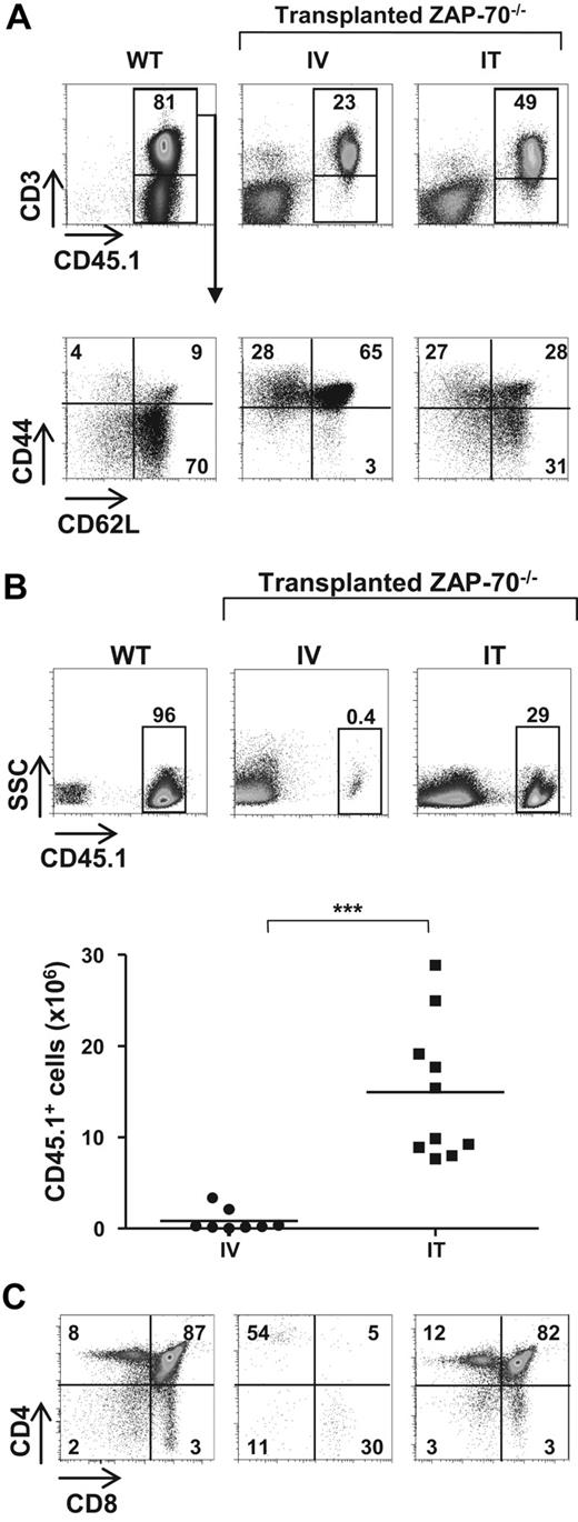 Figure 1. IT but not intravenous injection of WT BM progenitors into nonconditioned ZAP-70–deficient mice results in long-term thymopoiesis. (A) CD45.2+ ZAP-70−/− mice were injected with lineage negative (lin−) BM progenitor cells (2 × 105) isolated from CD45.1+ WT mice by either intravenous (IV) or IT routes. Animals were killed 20 to 25 weeks later, and the percentages of CD45.1+ cells in the lymph nodes were assessed. Dot plots showing representative CD45.1 and CD3 staining of WT and ZAP-70−/− mice reconstituted by intravenous and IT administration of BM progenitors are shown (top). The percentages of naive (CD44intCD62Lhi), central memory (CD44hiCD62Lhi), and effector (CD44hiCD62Llo) T cells in these mice were monitored by assessing CD62L and CD44 expression in gated donor CD3+ lymphocytes. Representative dot plots are shown, and the percentages of each population are indicated (bottom). (B) Representative dot plots showing the percentages of CD45.1+ cells in the thymi of CD45.1 WT and CD45.2 ZAP-70−/− mice reconstituted by IV or IT injection of WT CD45.1+ progenitors. The accompanying graph shows the absolute numbers of CD45.1+ donor thymocytes in ZAP-70−/− mice reconstituted by intravenously (n = 8) and intrathymically (n = 10) administered progenitors. ***P < .001. (C) CD4/CD8 profiles of thymic donor cells were assessed after gating on CD45.1+ thymocytes. Representative dot plots from a control WT mouse and intravenously and intrathymically reconstituted ZAP-70−/− mice are shown. The percentages of cells in each gate are indicated.