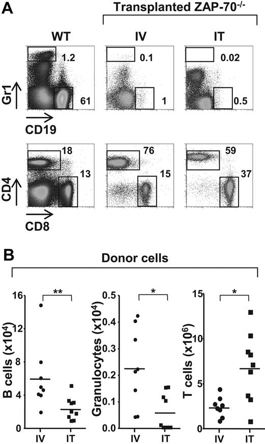 Figure 3. Differentiation of non–T-lineage cells is significantly lower after IT administration of WT BM progenitors. (A) ZAP-70−/− mice were injected with WT CD45.1+ lin− BM progenitor cells (2 × 105) by either intravenous (IV) or IT routes. Animals were killed 20 to 25 weeks later, and donor cells in the spleen were assessed by CD45.1 staining. Within the CD45.1+ gate, the relative percentages of granulocyte (Gr1high) and B-lineage (CD19+) donor cells (top) as well as CD4 and CD8 T cells (bottom) in representative WT mice as well as ZAP-70−/− mice reconstituted by intravenous (IV) and IT administration of donor progenitors are indicated. (B) The graphs show the absolute numbers of LN donor B lymphocytes, granulocytes, and T cells in ZAP-70−/− mice reconstituted by IV (n = 8) and IT (n = 9) injection of donor progenitors. *P = .01-.015; **P = .008.