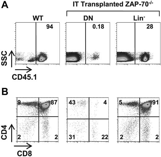 Figure 5. WT thymic precursors do not sustain long-term thymopoiesis in ZAP-70–deficient hosts. (A) ZAP-70−/− mice were intrathymically transplanted with DN thymocytes or lineage-negative (lin−) BM progenitor cells (2 × 105) isolated from CD45.1+ WT mice. Eight weeks later, donor engraftment was assessed by monitoring the percentages of cells expressing the CD45.1 allele. A thymus from a CD45.1+ WT mouse is shown as a control. (B) The phenotype of donor cells was assessed by CD4 and CD8 staining of gated CD45.1+ thymocytes. A representative dot plot from a control CD45.1+ WT mouse is shown. The percentage of cells in each gate is indicated.