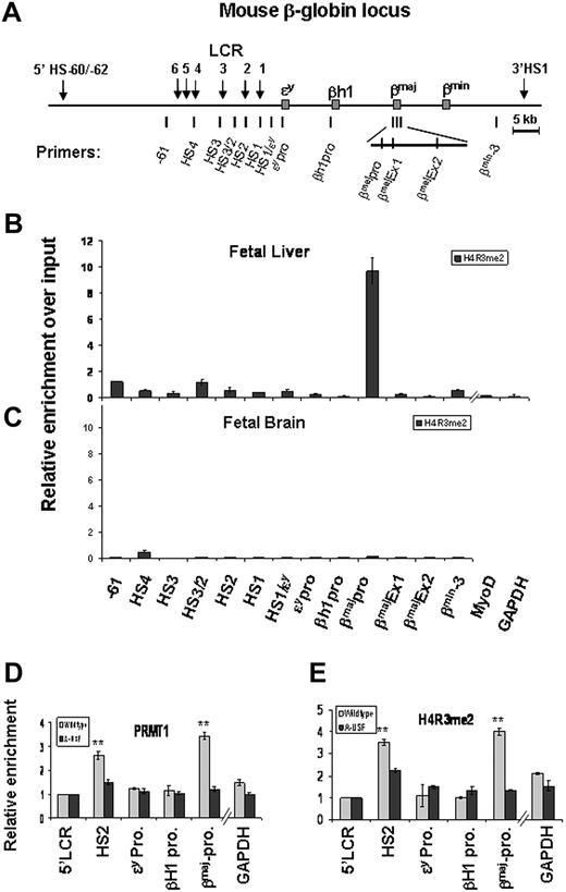 Figure 1. Asymmetric dimethyl H4R3 correlates with transcriptional activation of the β-globin gene. (A) Schematic representation of the 135-kbp mouse β-globin locus. The globin genes are indicated by red boxes, and DNase I hypersensitive sites (HS) are indicated by arrows. The locations and names of primers used for the ChIP-quantitative PCR (qPCR) assay are indicated below the locus. (B) Fetal livers were prepared from E14.5 mouse embryos and isolated as single-cell suspensions. The cells were cross-linked with formaldehyde and sonicated for ChIP-qPCR analysis using α-dimethyl H4R3 antibody or normal rabbit immunoglobulin G (IgG) as a control. The relative enrichment of dimethyl H4R3 for each amplicon was determined by 3 independent experiments. (C) ChIP analysis of dimethyl H4R3 at the endogenous mouse β-globin locus in E14.5 fetal brain. (D-E) Yolk sacs were prepared from wild-type or dominant-negative USF1-expressing transgenic embryos at E10.5 and subjected to ChIP-qPCR across the globin locus using PRMT1- (D) or dimethyl H4R3–specific (E) antibodies. Significant difference by Student t test: **P < .01.