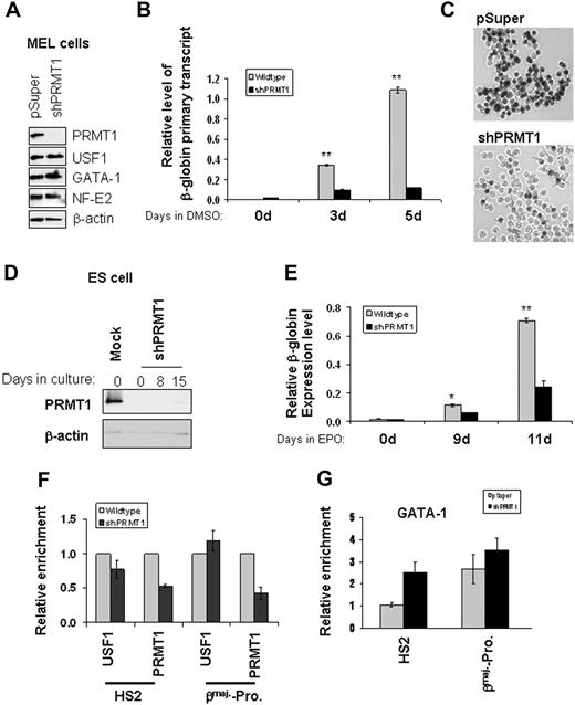 Figure 3. PRMT1 is critical for erythroid differentiation and βmaj-globin transcription. (A) Western blotting of MEL cells stably transduced with pSuper vector or PRMT1 shRNA was performed with the indicated antibodies. (B) Stable MEL clones harboring control or shPRMT1-expressing constructs were incubated with 1.5% DMSO and total RNA was extracted at days 0, 3, and 5. The βmaj-globin primary transcripts were analyzed by quantitative reverse-transcription (RT)–qPCR and normalized to β-actin. (C) MEL cell clones stably transduced with retrovirus encoded pSuper vector or PRMT1 shRNA (shPRMT1) were treated with 1.5% DMSO and hemoglobinization was assayed by benzidine staining at day 5. (D) PRMT1 expression of stable ES cell clones transduced with the control or shPRMT1 retroviral vectors was analyzed by Western blot analysis. (E) Stable ES cell clones transduced with the control or shPRMT1 retroviral vectors were treated with 2 U/mL EPO for 9 and 11 days and total RNA was isolated. βmaj-globin mRNA expression was analyzed by qRT-PCR and normalized using β-actin as a control. (F) ChIP analysis of USF1 and PRMT1 binding to HS2 and the βmaj-promoter in the parental and PRMT1 KD ES cells. (G) Analysis of the binding of GATA-1 to the mouse β-globin locus in control and PRMT1 KD cells. ChIP assay was carried out using antibodies specific to GATA-1 comparing pSuper vector control-transfected cells with the PRMT1 KD MEL cells. Precipitated DNA fragments were amplified by real-time quantitative PCR using primers specific to the HS2 core and the βmaj-promoter. Significant difference by Student t test: *P < .05, **P < .01. Shown are the mean ± SDM of 3 independent ChIP experiments.