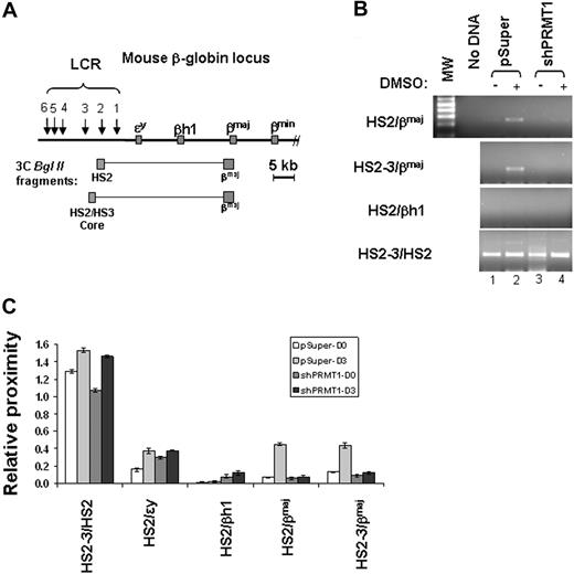 Figure 4. Loss of dimethyl H4R3 leads to disruption of long-range chromatin interactions between HS2 and the βmaj-globin promoter in the globin locus. (A) Schematic representation of the mouse β-globin locus. The globin genes are indicated by red boxes and DNase I hypersensitive sites (HSs) are indicated by arrows. The predicted 3C BglII fragments from HS2 and the βmaj-promoter are shown in gray. (B) Shown is 3C analysis of the interaction between HS2/3 and the βmaj-promoter in the mouse β-globin locus in the vector control or shPRMT1-transduced clones treated with or without DMSO for 3 days. The predicted 250-bp product was then subcloned and analyzed by DNA sequencing. (C) A total of 3 independent 3C experiments were quantitated by densitometry. Shown are the mean ± SDM of 3 independent experiments.