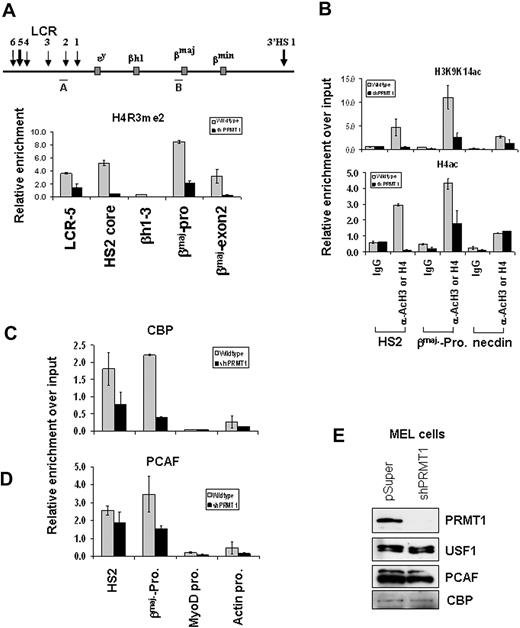 Figure 5. Methylation of Arg3 on H4 tails is required for the formation of an active chromatin domain. (A) ChIP analysis of dimethyl H4R3 at the β-globin locus in stable MEL cell lines transduced with pSuper vector or shPRMT1 vector in the presence of 1.5% DMSO for 3 days. The precipitated DNA was analyzed by real-time qPCR. (B) ChIP analysis of the H3K9/K14ac and acH4 patterns at HS2, the βmaj-promoter, and the inactive necdin promoter comparing the parental and the shPRMT1-transduced MEL cells treated with 1.5% DMSO for 3 days. (C-D) ChIP assays of CBP and PCAF at the HS2 enhancer, the βmaj-globin promoter, the MyoD promoter, and the actin promoter in stable MEL cell clones transduced with the vector control or shPRMT1 in the presence of 1.5% DMSO for 3 days. (E) Western blot analysis of proteins from MEL cells stably transduced with pSuper vector or PRMT1 shRNA vector with antibodies as indicated. Shown are the mean ± SDM of 3 independent experiments.