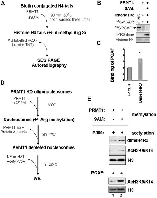 Figure 6. Dimethyl Arg3 at histone H4 tails is bound by HATs and potentiates H3 acetylation in vitro. (A) Outline of the PCAF in vitro binding experimental procedure. (B) Biotin-conjugated histone H4 tails were incubated with purified PRMT1 in the presence or absence of S-adenosyl methionine (SAM) and PRMT1 was subsequently removed from the reaction. After methylation, histone tails were incubated with 35S-labeled PCAF. The reaction mixtures were then resolved on SDS–polyacrylamide gel electrophoresis and visualized by autoradiography. (C) A total of 4 independent experiments were quantitated by densitometry. Shown are the mean ± SDM of 4 independent experiments. Significant difference by Student t test: *P < .05. (D) Outline of the experimental procedure for analyzing cross talk between dimethyl H4R3 and acH3K9/K14. (E) Purified oligonucleosomes from the PRMT1 KD MEL cells were incubated with PRMT1 in the presence or absence of SAM. After arginine methylation, PRMT1 was removed and then purified p300 and PCAF were added to the reaction mixture for 1 hour at 30°C as shown. The enrichment of dimethyl H4R3 and acH3K9/K14 was analyzed by Western blot analysis using antibodies against dimethyl H4R3, acH3K9/K14, and H3.