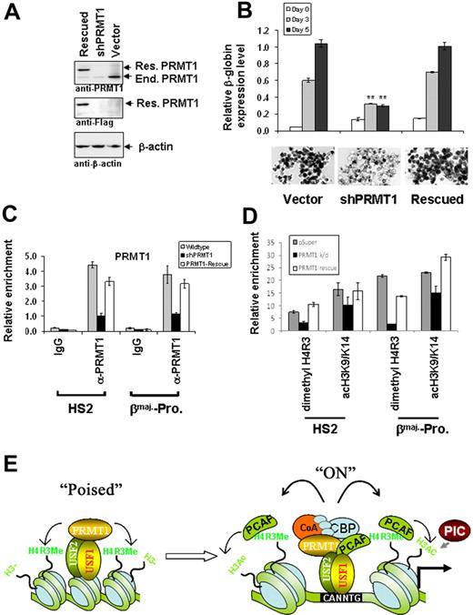 Figure 8. Rescue of erythroid differentiation and β-globin transcription by expression of rat PRMT1 in PRMT1 KD cells. (A) Detection of exogenous shRNA-resistant Flag-tagged rat PRMT1 expressed in stably transfected PRMT1 KD MEL cell clones by Western blotting using anti-Flag and anti-PRMT1 antibodies. (B) Stable MEL clones transfected with control, shPRMT1, or shRNA vectors plus PRMT1 rescue-construct were incubated with 1.5% DMSO, and total RNA was extracted at days 0, 3, and 5. The βmaj-globin mRNA expression was analyzed by qRT-PCR and normalized to β-actin (top), and hemoglobinization was assayed by benzidine staining at day 5 (bottom). (C) ChIP assays of PRMT1 at the HS2 enhancer and βmaj-promoter in MEL cell lines harboring the vector control, shPRMT1, and shPRMT1 plus PRMT1 rescue-construct. (D) ChIP assays of dimethyl H4R3 and H3K9/K14ac at the HS2 enhancer and βmaj-promoter in MEL cell lines harboring the vector control, shPRMT1, and shPRMT1 plus PRMT1 rescue-construct. Significant differences by Student t test: *P < .05, **P < .01. (E) A simplified model illustrating the role of asymmetric dimethyl H4R3, introduced by PRMT1, in transcription regulation. PRMT1 is initially recruited to specific gene loci by sequence-specific transcription factors including USF1. Subsequently, H4R3 dimethylation of neighboring nucleosomes serves as a signal for the recruitment of HATs and the transcription machinery. Shown are the mean ± SDM of 3 independent experiments.